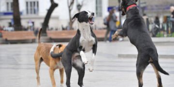 Colegio de veterinarios denuncia brotes de rabia en varias localidades del país