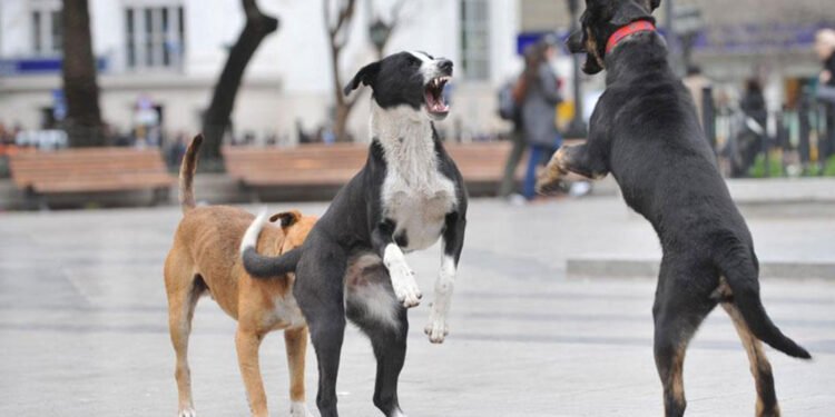 Colegio de veterinarios denuncia brotes de rabia en varias localidades del país