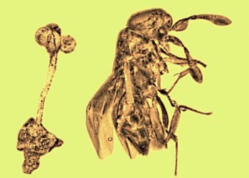 Encuentran en la República Dominicana una piedra de ámbar de 30 millones de años con restos fósiles de una rara flor y una avispa
