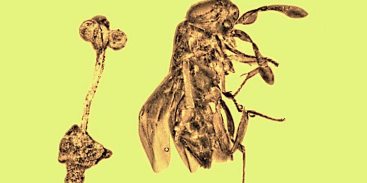 Encuentran en la República Dominicana una piedra de ámbar de 30 millones de años con restos fósiles de una rara flor y una avispa
