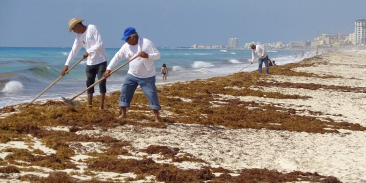 Empresa busca instalar planta para procesar sargazo en RD