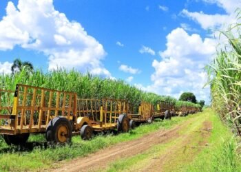 Industria azucarera desmiente a congresistas de EEUU sobre trabajo forzoso en ese sector