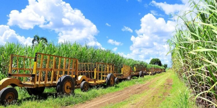 Industria azucarera desmiente a congresistas de EEUU sobre trabajo forzoso en ese sector