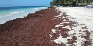 El sargazo se acumula en playas de Pedernales
