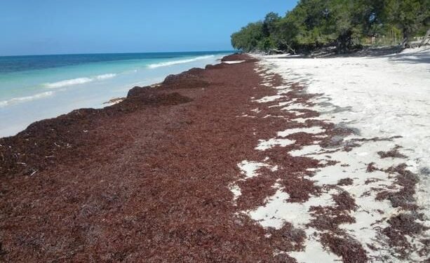 El sargazo se acumula en playas de Pedernales