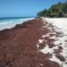 El sargazo se acumula en playas de Pedernales