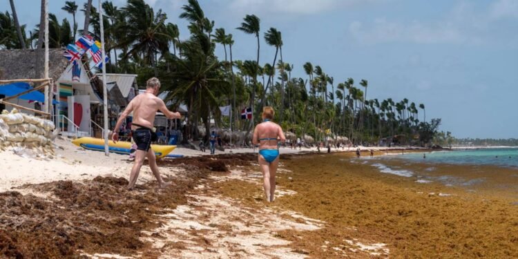 El Sargazo en playas dominicanas.