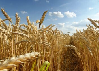 Trigo vuelve a precio previo a guerra en Ucrania tras acuerdo entre Moscú y Kiev