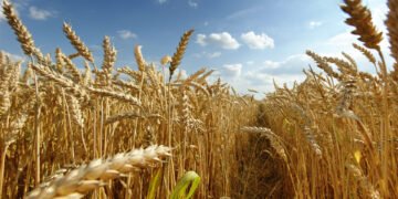 Trigo vuelve a precio previo a guerra en Ucrania tras acuerdo entre Moscú y Kiev