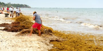 Buscan soluciones en el Caribe al sargazo, que marcó un récord histórico