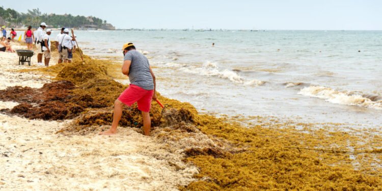Buscan soluciones en el Caribe al sargazo, que marcó un récord histórico