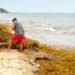 Buscan soluciones en el Caribe al sargazo, que marcó un récord histórico