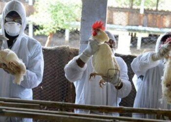 FAO activa protocolos de respuesta ante brotes de influenza aviar en América Latina y el Caribe