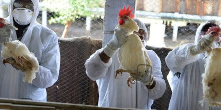 FAO activa protocolos de respuesta ante brotes de influenza aviar en América Latina y el Caribe