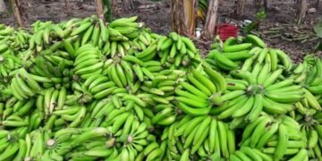 Productores advierten precio del plátano seguirá elevado por varios meses