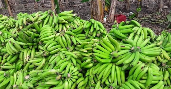 Productores advierten precio del plátano seguirá elevado por varios meses
