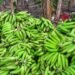 Productores advierten precio del plátano seguirá elevado por varios meses