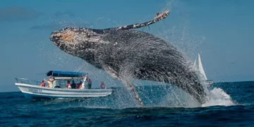 Regresan las ballenas jorobadas a la bahía de Samaná