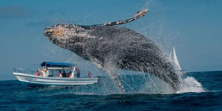 Regresan las ballenas jorobadas a la bahía de Samaná