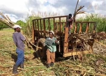 EEUU pide “tomas más responsabilidad” para remediar abusos a cañeros en centrales azucareros dominicanos