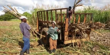 EEUU pide “tomas más responsabilidad” para remediar abusos a cañeros en centrales azucareros dominicanos