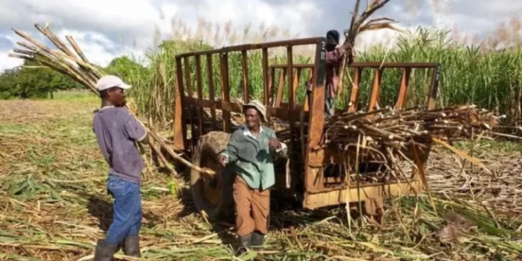 EEUU pide “tomas más responsabilidad” para remediar abusos a cañeros en centrales azucareros dominicanos