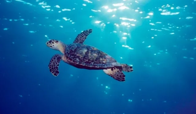 Cientos de países se reúnen para debatir un tratado de la ONU sobre la protección de los océanos