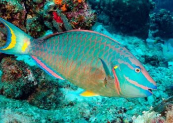 Medio Ambiente informa el decomiso de «grandes cantidades» de pez loro en distintas provincias