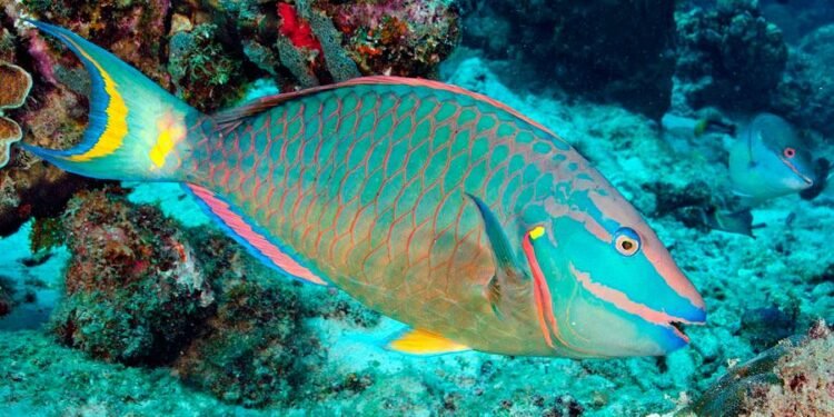 Medio Ambiente informa el decomiso de «grandes cantidades» de pez loro en distintas provincias