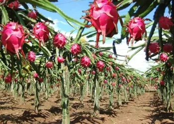 Sabias que la Pitahaya reduce la resistencia a la insulina y regula el azúcar en la sangre