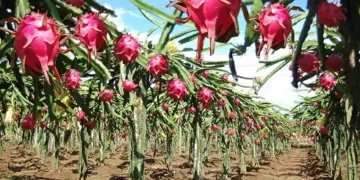 Sabias que la Pitahaya reduce la resistencia a la insulina y regula el azúcar en la sangre