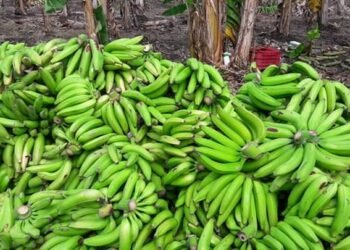 Precio del plátano baja en finca, pero consumidores siguen comprándolo «caro»