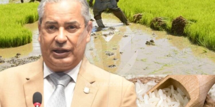 Diputado del PLD ve indiferencia del gobierno y se solidariza con arroceros de la Línea Noroeste del país