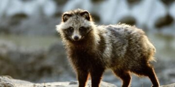Estudio apunta a perros mapaches en el mercado de China como «origen» del Covid-19
