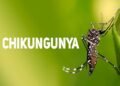 Salud Pública emite alerta ante propagación de la chikungunya