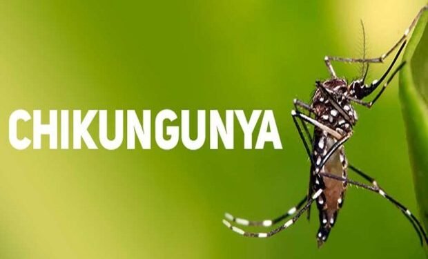 Salud Pública emite alerta ante propagación de la chikungunya