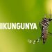 Salud Pública emite alerta ante propagación de la chikungunya