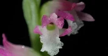 Descubren en Japón nueva especie de orquídea parecida al cristal