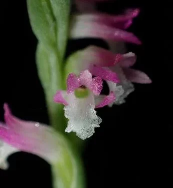Descubren en Japón nueva especie de orquídea parecida al cristal