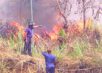 Academia de Ciencias sugiere prohíban quema de árboles para limpiar terrenos