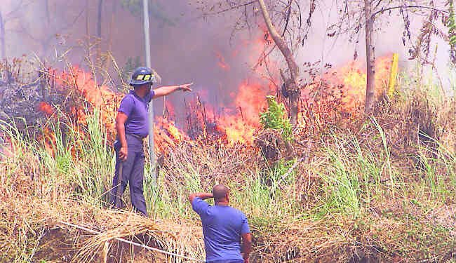 Academia de Ciencias sugiere prohíban quema de árboles para limpiar terrenos