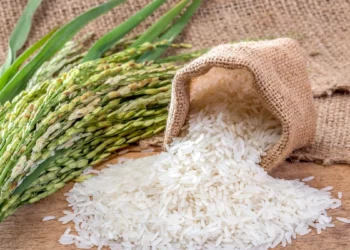 Arroceros confían en una solución ante amenaza importación desde EEUU