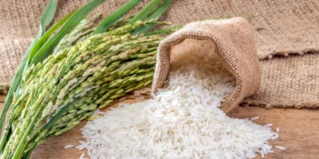 Arroceros confían en una solución ante amenaza importación desde EEUU