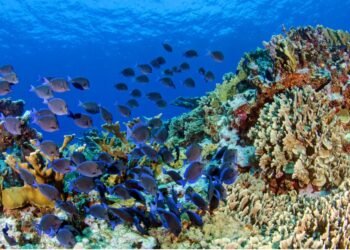 Proyecto restaurará arrecifes de Jamaica, Cuba, Haití y República Dominicana