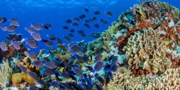 Proyecto restaurará arrecifes de Jamaica, Cuba, Haití y República Dominicana