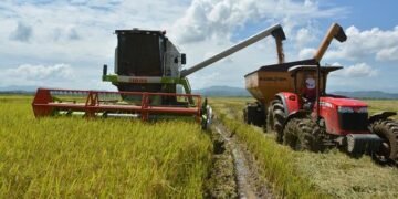 Productores de arroz dicen es innecesario crear una nueva entidad que los agrupe