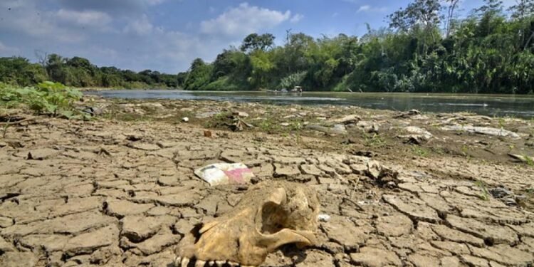 Fenómeno «El Niño» provocará sequías más severas y picos de calor
