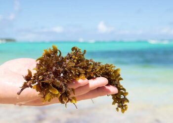 Producen fertilizante líquido de algas marinas (salgazo).