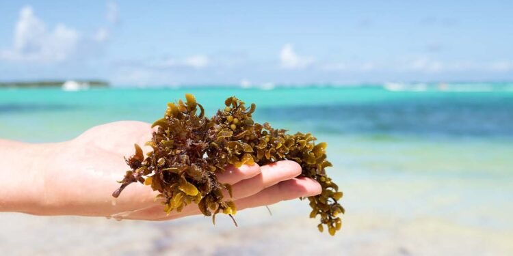 Producen fertilizante líquido de algas marinas (salgazo).