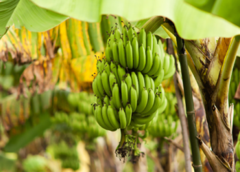 Gobierno dispone reactivación de la Comisión Nacional de Política Bananera